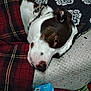 blanket, brown, closeup, collar, comfort, cushion, dog, fabric, household, indoor, lying_down, pattern, pet, pillow, plaid, relaxed, resting, sleepy, soft, white