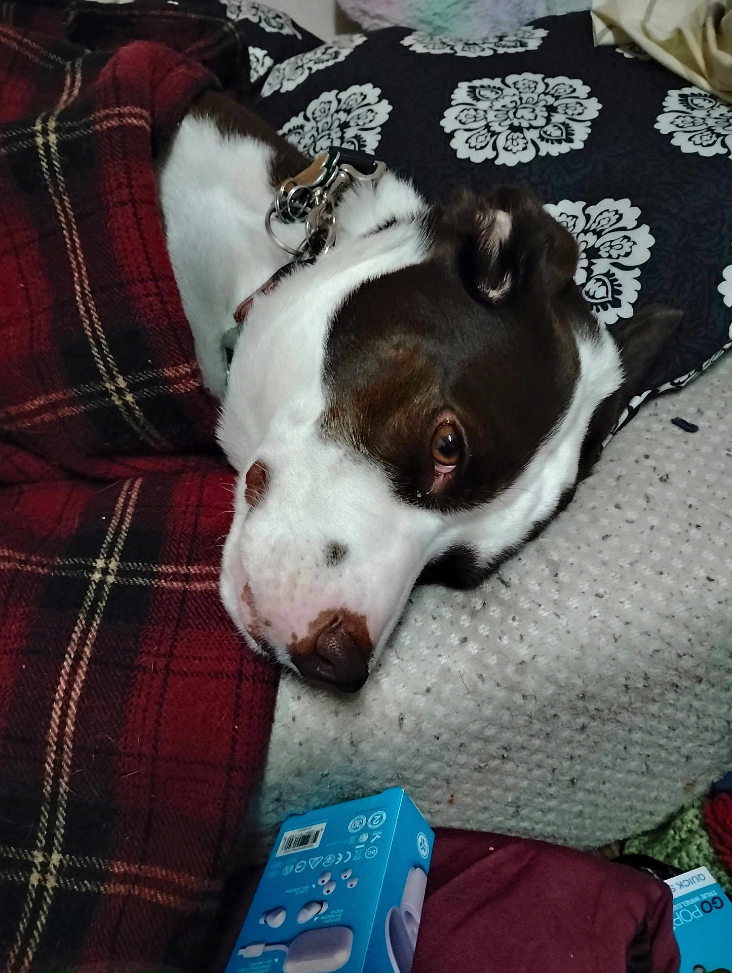 Nash is registered to the contest to win money with this photo: blanket, brown, closeup, collar, comfort, cushion, dog, fabric, household, indoor, lying_down, pattern, pet, pillow, plaid, relaxed, resting, sleepy, soft, white