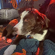 Nash is registered to the contest to win money with this photo: animal, blanket, brown_and_white, closeup, collar, cozy, cute, decor, dog, ears, face, festive, halloween, headband, holiday, indoor, paw, pet, pumpkin, relaxed