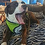 Nash is registered to the contest to win money with this photo: animal, blanket, brown_and_white, canine, couch, dog, door, furniture, green_harness, happy, indoor, leash, living_room, paws, pet, relaxed, television, tongue_out, yawning, zebra_pattern
