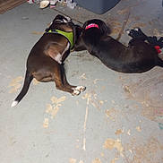 Cutie Pie is registered to the contest to win money with this photo: animal, basement, black_dog, brown_dog, collar, companions, concrete_floor, dog, domestic, floor, harness, indoor, lying_down, pet, quiet, resting, side_by_side, sleeping, storage, two_animals