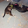 animal, basement, black_dog, brown_dog, collar, companions, concrete_floor, dog, domestic, floor, harness, indoor, lying_down, pet, quiet, resting, side_by_side, sleeping, storage, two_animals