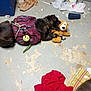 Cutie Pie is registered to the contest to win money with this photo: animal, backpack, basement, bear, can, cloth, clutter, dirty_floor, dog, fabric, floor, household_items, indoor, leash, pet, plastic_bottle, play, red_cloth, stuffed_toy, toy
