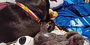 Cutie Pie is registered to the contest to win money with this photo: bed, blanket, blue, brown, collar, cozy, dog, fabric, fur, home, indoor, pillow, plush_toy, red, relaxing, resting, shelf, stuffed_animal, toy, water_bottle