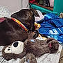 bed, blanket, blue, brown, collar, cozy, dog, fabric, fur, home, indoor, pillow, plush_toy, red, relaxing, resting, shelf, stuffed_animal, toy, water_bottle