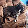 Cutie Pie joined the competition — help win amazing prizes! armchair, black_dog, blue_wall, brown_furniture, canine, casual, collar, dog, domestic, furniture, household, indoor, leash, living_room, pet, relaxed, resting, seated, white_paws, wood_floor