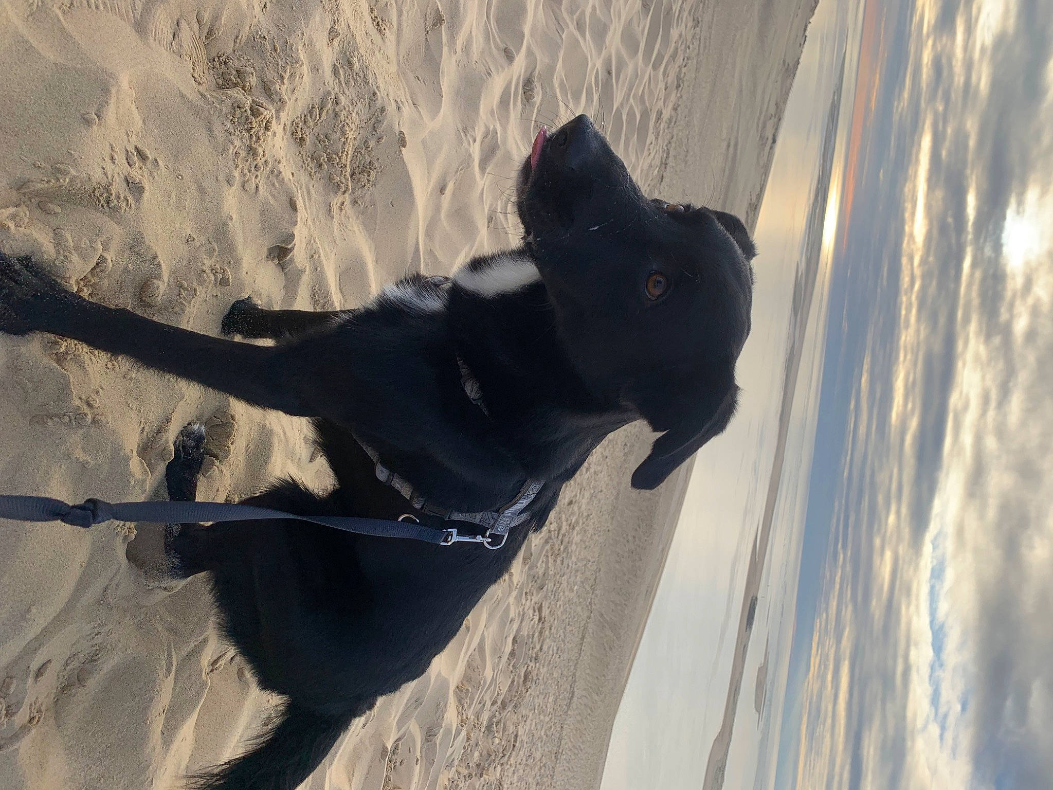 Nutty a rejoint le concours — aidez-le/la à gagner de superbes lots ! adventure, beach, carnivore, cloud, dog, dog_breed, extreme_sport, freezing, fun, guard_dog, sand, shadow, sky, slope, snow, sporting_group, tail, tree, wind_wave, winter