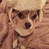 Jazz a rejoint le concours — aidez-le/la à gagner de superbes lots ! animal, blanket, brown, chihuahua, cozy, cute, dog, ears, face, fluffy, fur, hat, indoor, looking_up, pet, portrait, resting, small_dog, soft_texture, white