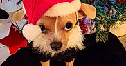 Jazz participe au concours pour gagner de l'argent avec cette photo : accessories, animal, baby, canine, cap, chihuahua, christmas, christmasdecorations, clothing, conifer, dog, fir, hat, hound, person, pet, plant, puppy, terrier, tree