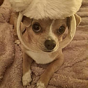 Jazz participe au concours pour gagner de l'argent avec cette photo : animal, blanket, brown, chihuahua, cozy, cute, dog, domestic_animal, eyes, fluffy_hat, fur, hat, indoor, looking_at_camera, lying_down, pet, portrait, small_dog, soft_texture, white