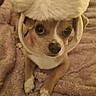 animal, blanket, brown, chihuahua, cozy, cute, dog, domestic_animal, eyes, fluffy_hat, fur, hat, indoor, looking_at_camera, lying_down, pet, portrait, small_dog, soft_texture, white
