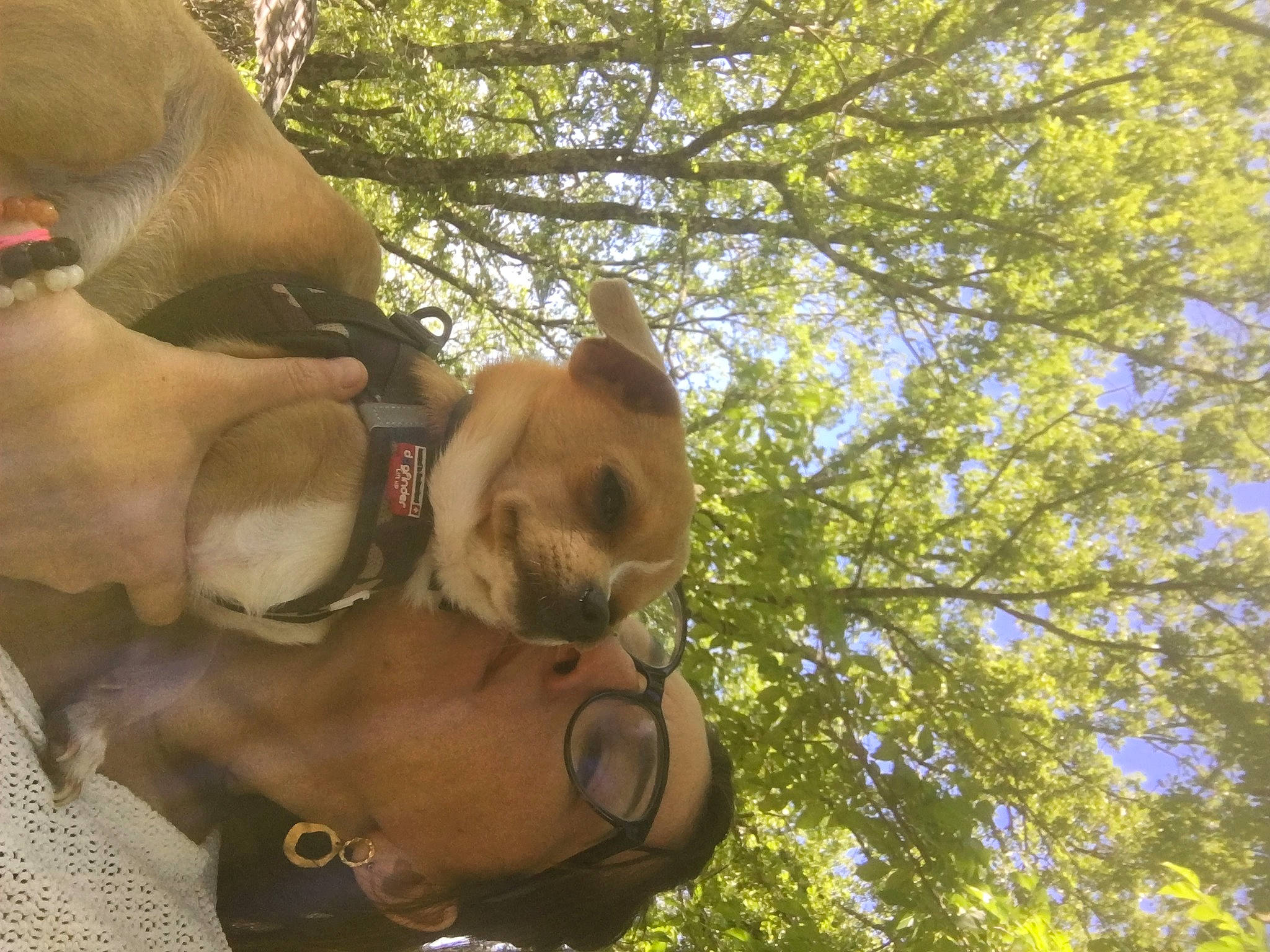 Jazz a rejoint le concours — aidez-le/la à gagner de superbes lots ! barechested, canidae, chest, dog_breed, eyewear, fawn, gesture, leisure, plant, sky, snout, sporting_group, stuffed_toy, sunglasses, toy, tree, trunk, twig, working_animal