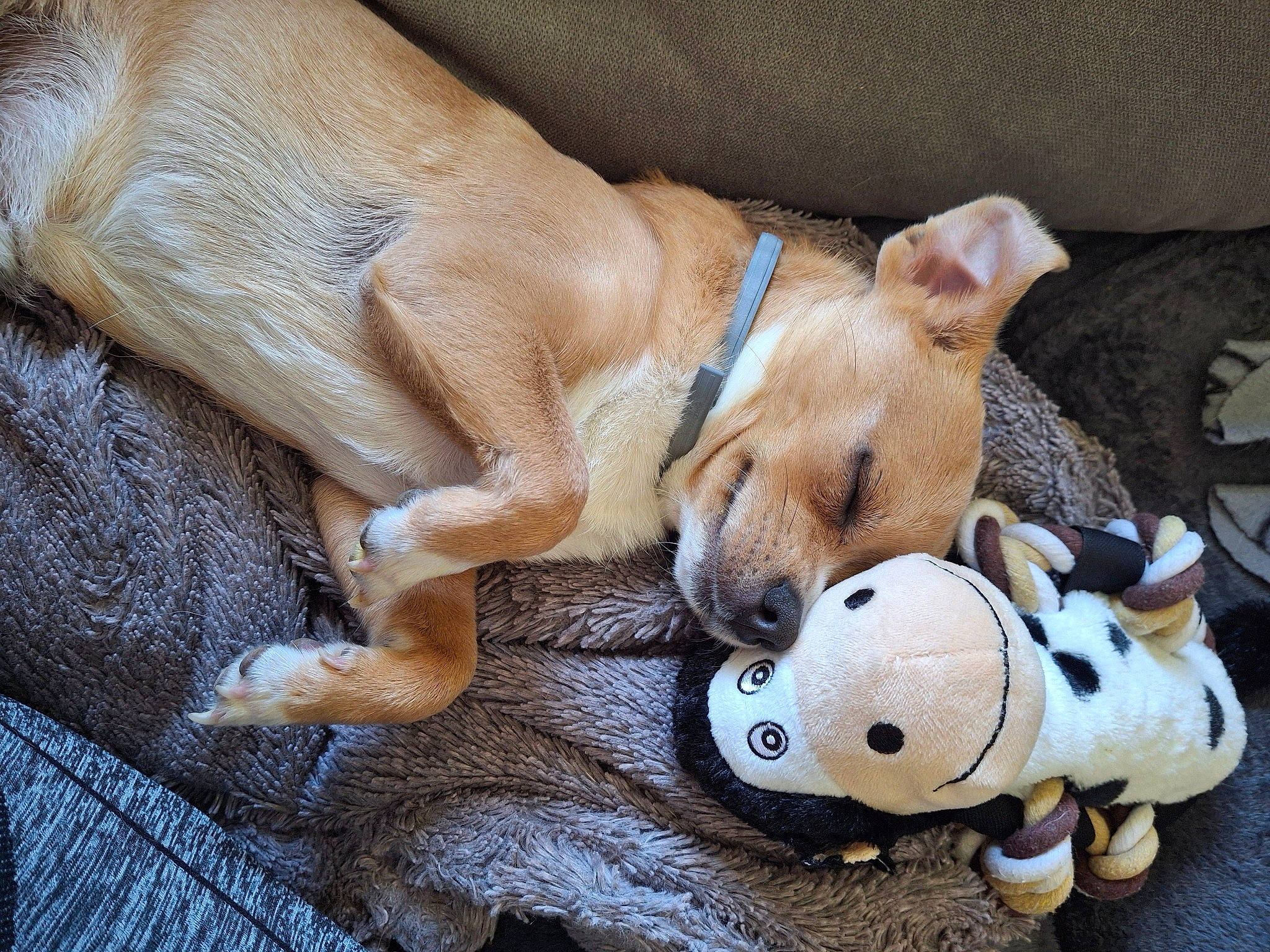 Jazz participe au concours pour gagner de l'argent avec cette photo : canidae, carnivore, comfort, companion_dog, dog, dog_breed, dog_supply, fawn, football, non_sporting_group, paw, pet_supply, snout, sporting_group, terrestrial_animal, toy, wood, working_animal