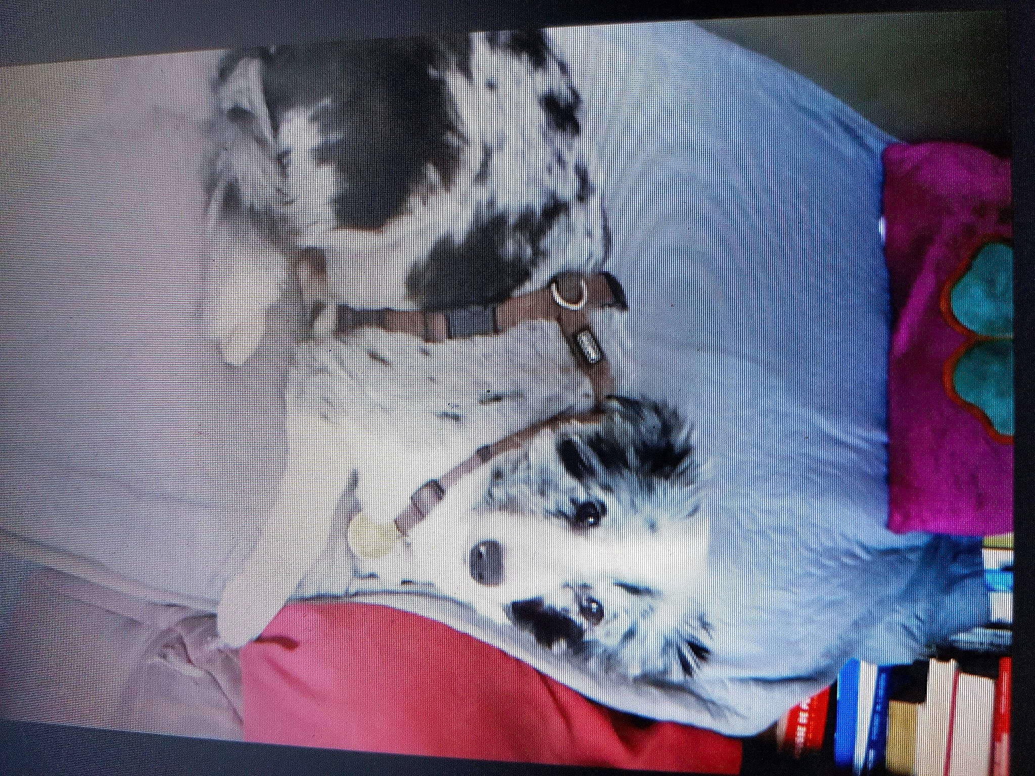 Lady Blue a rejoint le concours — aidez-le/la à gagner de superbes lots ! canidae, carmine, carnivore, comfort, companion_dog, dog_breed, fashion_accessory, felidae, flesh, font, fur, linens, magenta, pattern, room, sleeve, sporting_group, tail, visual_arts, woven_fabric