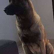 Diego participe au concours pour gagner de l'argent avec cette photo : alert, animal, black_muzzle, brown_fur, calm, canine, companion, dog, domestic, ears_up, furniture, guarding, indoor, pet, quiet, shadow, side_view, sitting, tile_floor, watchful