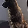 alert, animal, black_muzzle, brown_fur, calm, canine, companion, dog, domestic, ears_up, furniture, guarding, indoor, pet, quiet, shadow, side_view, sitting, tile_floor, watchful