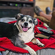 Hector joined the competition — help win amazing prizes! dog, smiling, tongue_out, blanket, remote_control, smartphone, couch, indoor, pet, happy, black_and_white, fur, paw, home, relaxed, close_up, animal, companion, cute, cozy