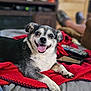 dog, smiling, tongue_out, blanket, remote_control, smartphone, couch, indoor, pet, happy, black_and_white, fur, paw, home, relaxed, close_up, animal, companion, cute, cozy