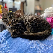 Sox- Mason is registered to the contest to win money with this photo: kitten, cat, tabby, feline, pet, animal, fur, whiskers, ears, tail, blue_towel, indoor, cozy, sleepy, resting, closeup, blurred_background, domestic, cute, soft