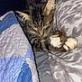 Sox- Mason is registered to the contest to win money with this photo: cat, kitten, sleeping, tabby, paws, quilt, blanket, bed, cozy, cute, fur, pet, indoor, resting, closeup, animal, comfort, soft, relaxation, domestic