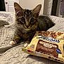 Sox- Mason joined the competition — help win amazing prizes! kitten, cat, tabby, bedspread, quilt, cookie_bag, chocolate_chip, indoor, pet, animal, curious, small, cute, whiskers, paws, feline, resting, young, domestic, cozy