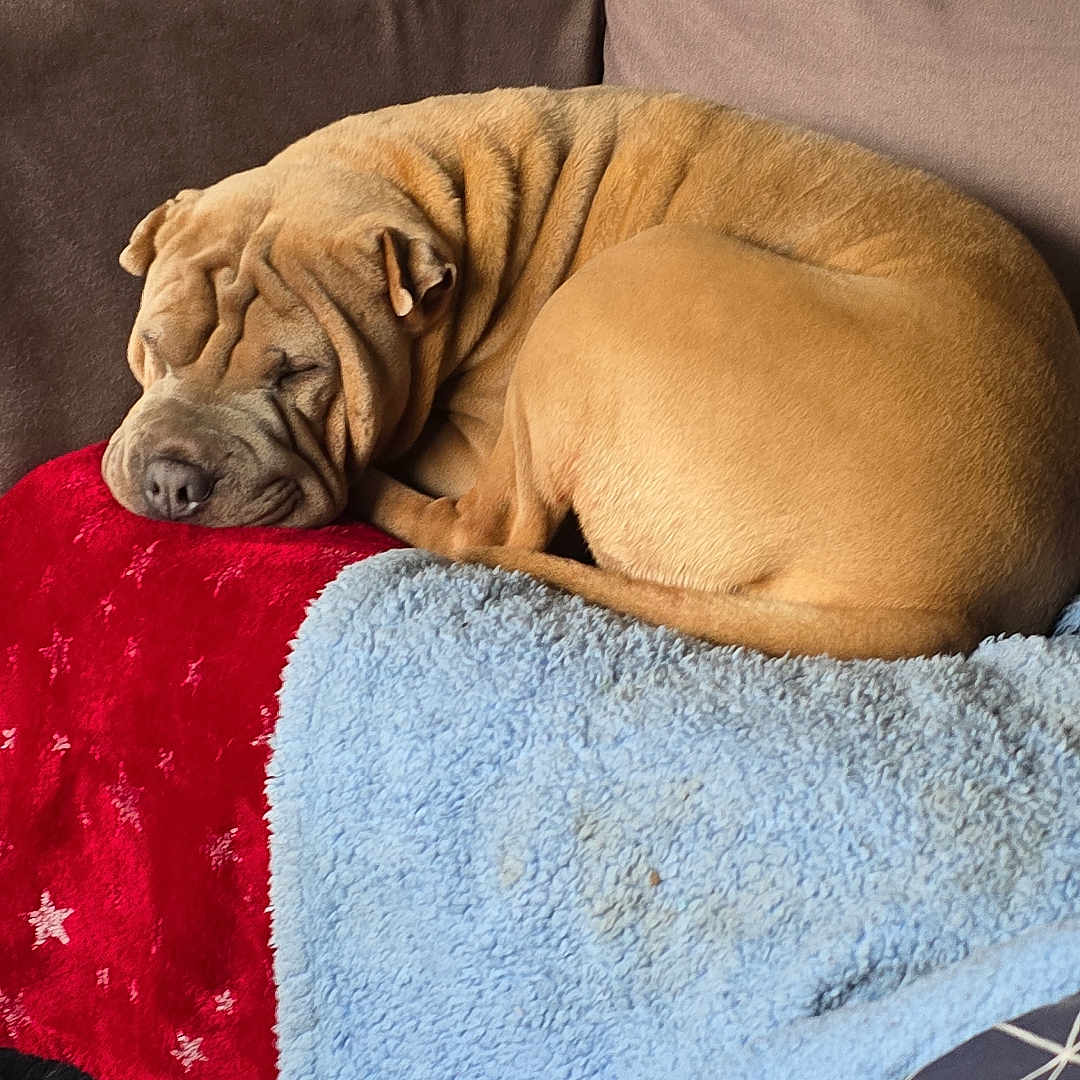 Ruby joined the competition — help win amazing prizes! animal, baby, back, blanket, bodypart, boxer, bulldog, canine, couch, cushion, dog, frenchbulldog, furniture, homedecor, person, pet, pitbull, puppy, quilt, sleeping