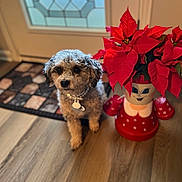 Violet joined the competition — help win amazing prizes! dog, curly_fur, indoor, wooden_floor, poinsettia, plant, pot, decorative, door, mat, pet, animal, cute, small_dog, collar, tag, holiday, festive, red, green