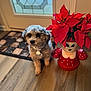 dog, curly_fur, indoor, wooden_floor, poinsettia, plant, pot, decorative, door, mat, pet, animal, cute, small_dog, collar, tag, holiday, festive, red, green
