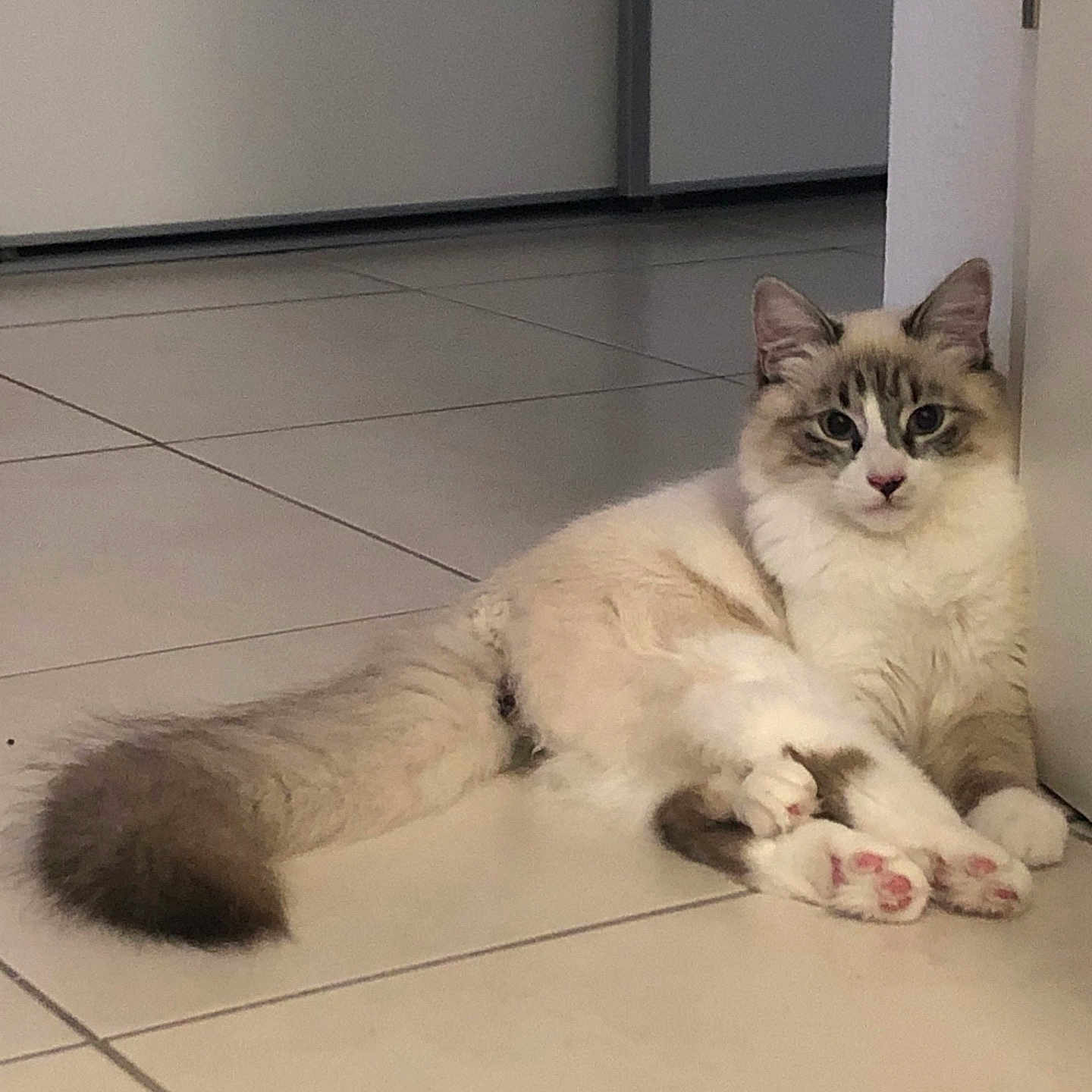 Tadzio a rejoint le concours — aidez-le/la à gagner de superbes lots ! alert, animal, blue_eyes, cat, cute, domestic, feline, fluffy, fur, indoor, long_tail, mammal, paw, pet, pink_paws, relaxed, resting, tiled_floor, whiskers, white_wall