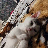 Snowy joined the competition — help win amazing prizes! cat, kitten, white_cat, grey_markings, lying_down, blanket, tiger_print, plush_toy, moose_toy, indoor, cozy, fur, pet, animal, relaxed, sleepy, cute, soft_texture, home, resting