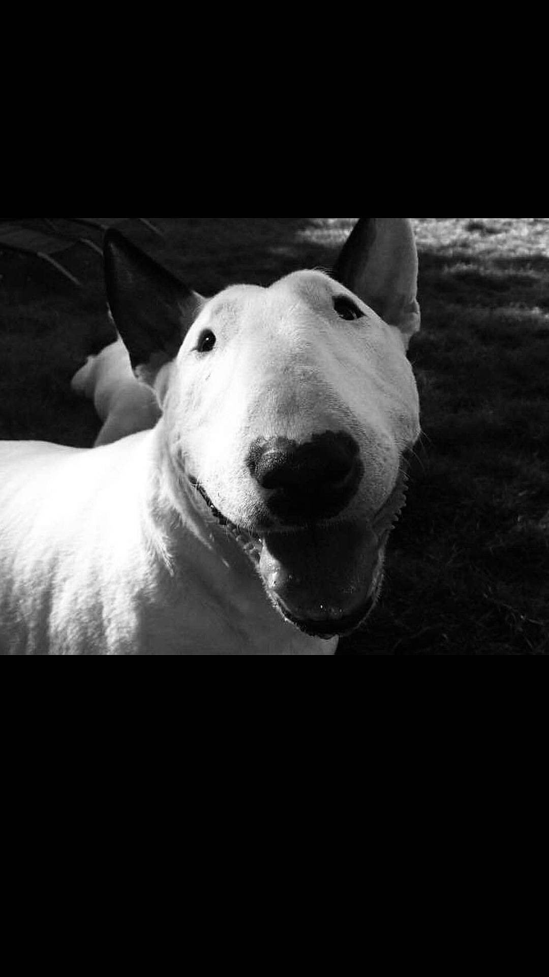 Zozo a rejoint le concours — aidez-le/la à gagner de superbes lots ! bear, black_and_white, canidae, carnivore, cloud, companion_dog, dog, dog_breed, eye, flash_photography, jaw, monochrome, monochrome_photography, polar_bear, sky, snout, sporting_group, style, terrestrial_animal, whiskers