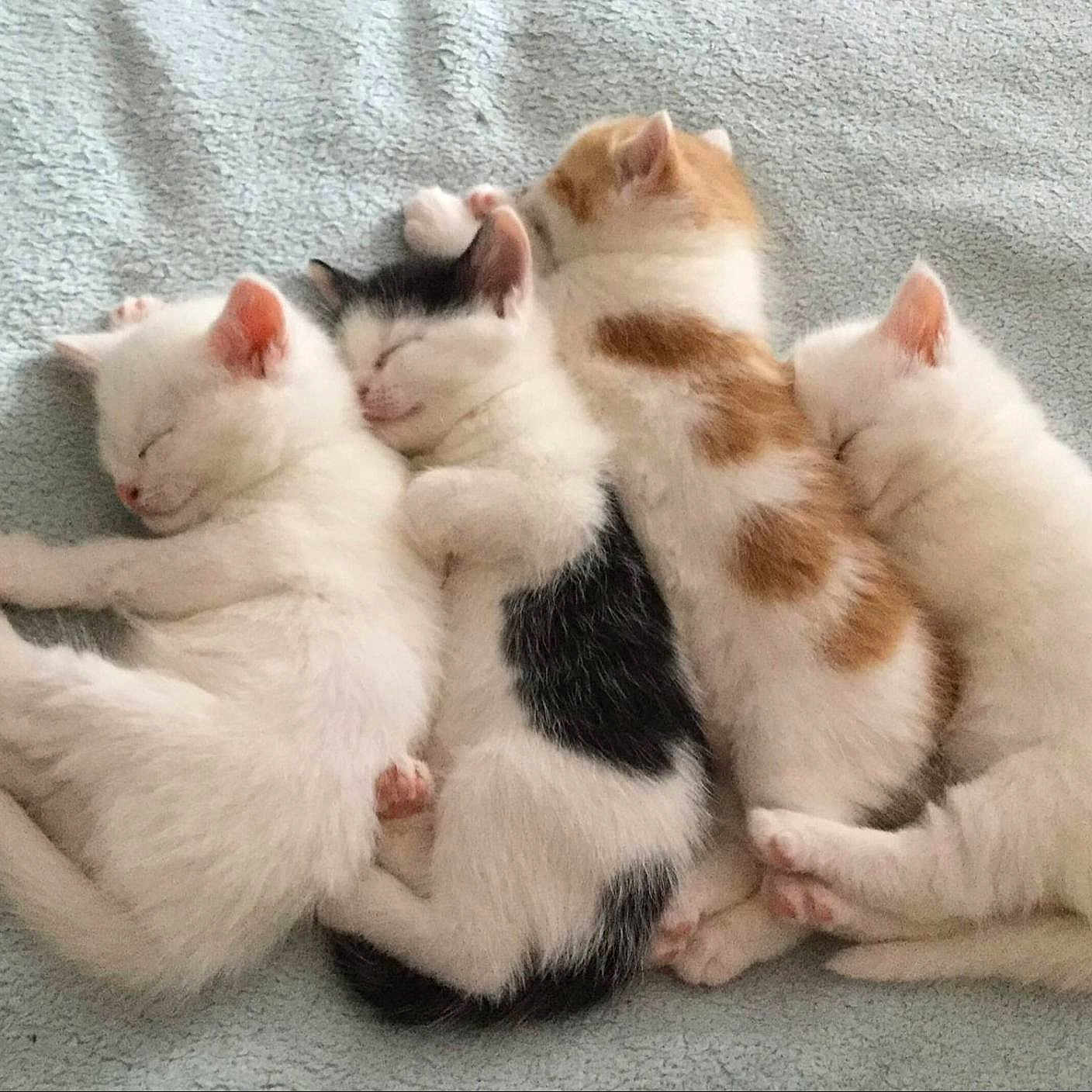 Cuddle Puddle joined the competition — help win amazing prizes! animal, black, cat, closeup, cozy, cute, feline, fur, indoor, kitten, nap, orange, pattern, paw, pet, pile, resting, sleeping, soft, white