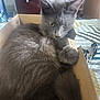 cat, gray_cat, cardboard_box, bed, fur, pet, indoor, animal, curled_up, yellow_eyes, cozy, resting, feline, cute, domestic_cat, soft_light, bedroom, curious, whiskers, paws
