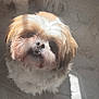 dog, pet, fluffy, cute, looking_up, indoor, sunlight, tile_floor, small_dog, fur, adorable, animal, companion, curious, closeup, portrait, whiskers, nose, ears, shadow
