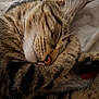cat, tabby, sleeping, paw, closeup, fur, whiskers, nose, striped, cute, cozy, resting, domestic_cat, animal, pet, soft, relaxed, indoor, mammal, feline