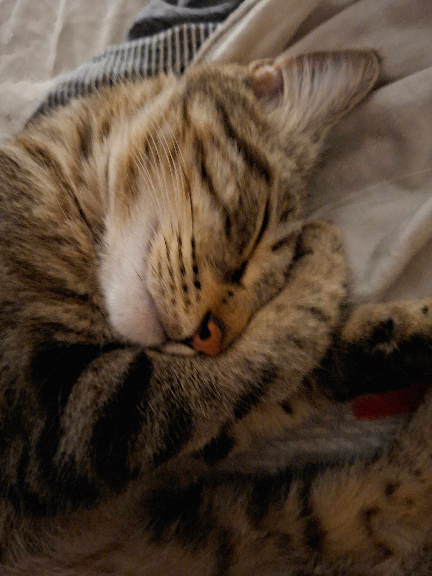 Paupiette a rejoint le concours — aidez-le/la à gagner de superbes lots ! cat, tabby, sleeping, paw, closeup, fur, whiskers, nose, striped, cute, cozy, resting, domestic_cat, animal, pet, soft, relaxed, indoor, mammal, feline