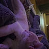 Kenobi joined the competition — help win amazing prizes! cat, kitten, sleeping, blanket, purple, indoor, cozy, pet, fur, relaxing, resting, animal, cute, nap, soft, domestic, whiskers, tail, comfort, home