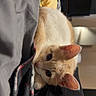 Kenobi is registered to the contest to win money with this photo: cat, orange_cat, white_cat, pet, indoor, blanket, curious, resting, feline, fur, animal, cute, cozy, closeup, domestic_cat, whiskers, ears, eyes, soft_light, relaxed
