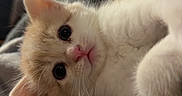 Kenobi is registered to the contest to win money with this photo: kitten, cat, animal, pet, cute, feline, indoor, blanket, soft, cozy, fur, whiskers, ears, eyes, face, resting, snuggled, closeup, warm, wooden_background