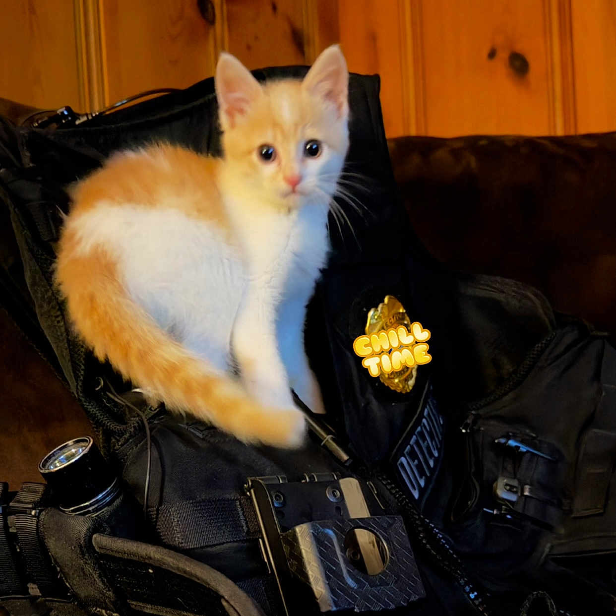 Kenobi joined the competition — help win amazing prizes! kitten, cat, orange_and_white, tactical_vest, badge, detective, black_gear, indoor, wooden_background, pet, animal, cute, small, fur, whiskers, ears, sitting, close_up, soft_lighting, domestic_cat