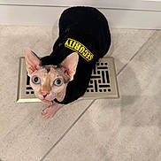 Prissy Raisin joined the competition — help win amazing prizes! cat, sphynx, hairless_cat, animal, pet, clothing, hoodie, security, indoors, floor, tile, vent, looking_up, ears, eyes, cute, curious, small, feline, domestic_animal