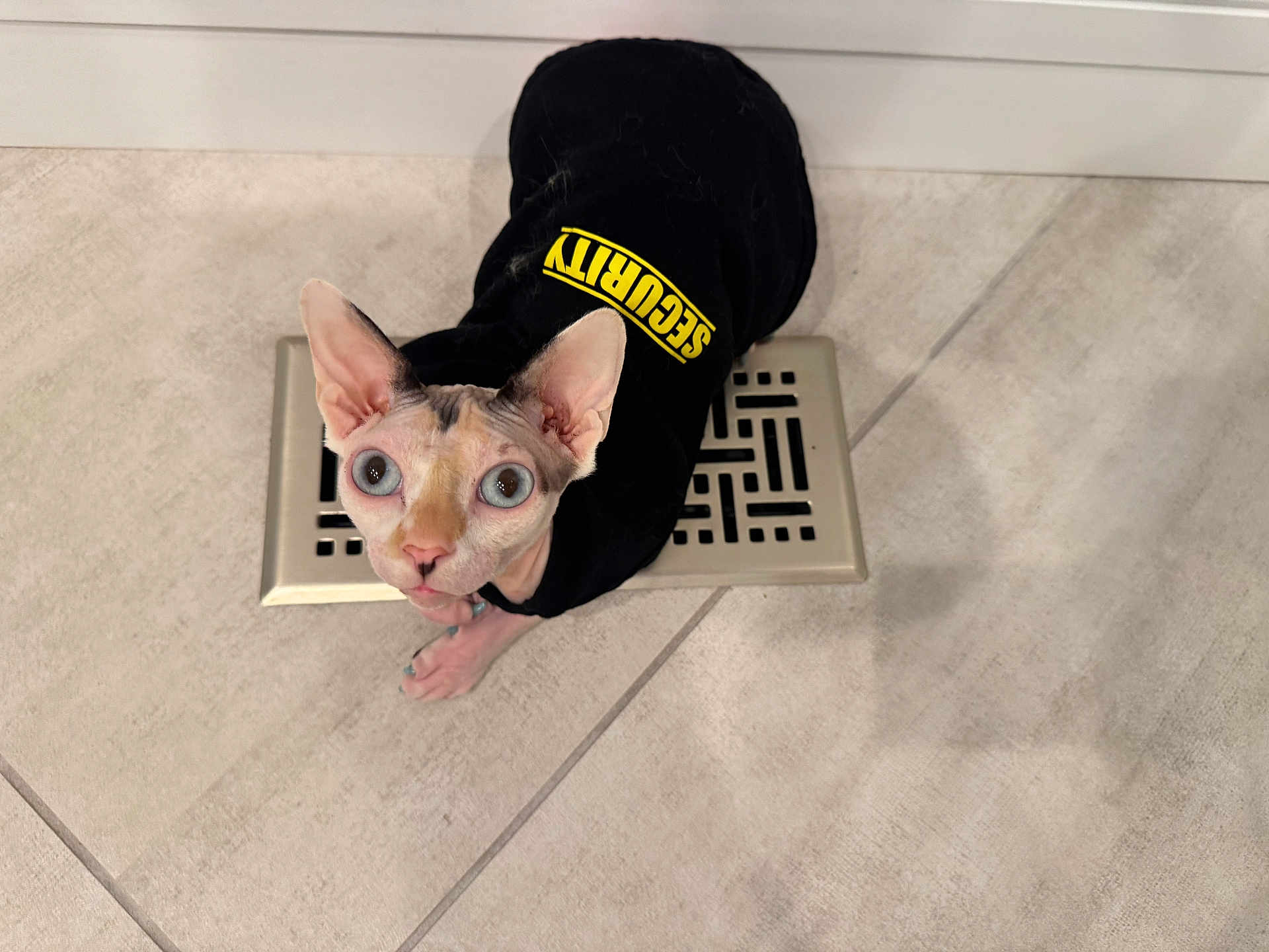 Prissy Raisin joined the competition — help win amazing prizes! cat, sphynx, hairless_cat, animal, pet, clothing, hoodie, security, indoors, floor, tile, vent, looking_up, ears, eyes, cute, curious, small, feline, domestic_animal