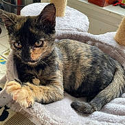 Anna participe au concours pour gagner de l'argent avec cette photo : kitten, cat, tortoiseshell, paw, fur, pet, indoor, cozy, cat_tree, bed, curious, animal, feline, resting, soft, whiskers, window, home, playful, young