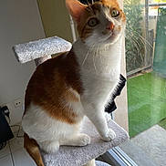 Nejma participe au concours pour gagner de l'argent avec cette photo : cat, orange_and_white, cat_tree, indoor, window, sunlight, feline, pet, curious, whiskers, ears, green_eyes, tile_floor, home, perched, looking_up, natural_light, animal, domestic_cat, furniture