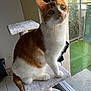 cat, orange_and_white, cat_tree, indoor, window, sunlight, feline, pet, curious, whiskers, ears, green_eyes, tile_floor, home, perched, looking_up, natural_light, animal, domestic_cat, furniture