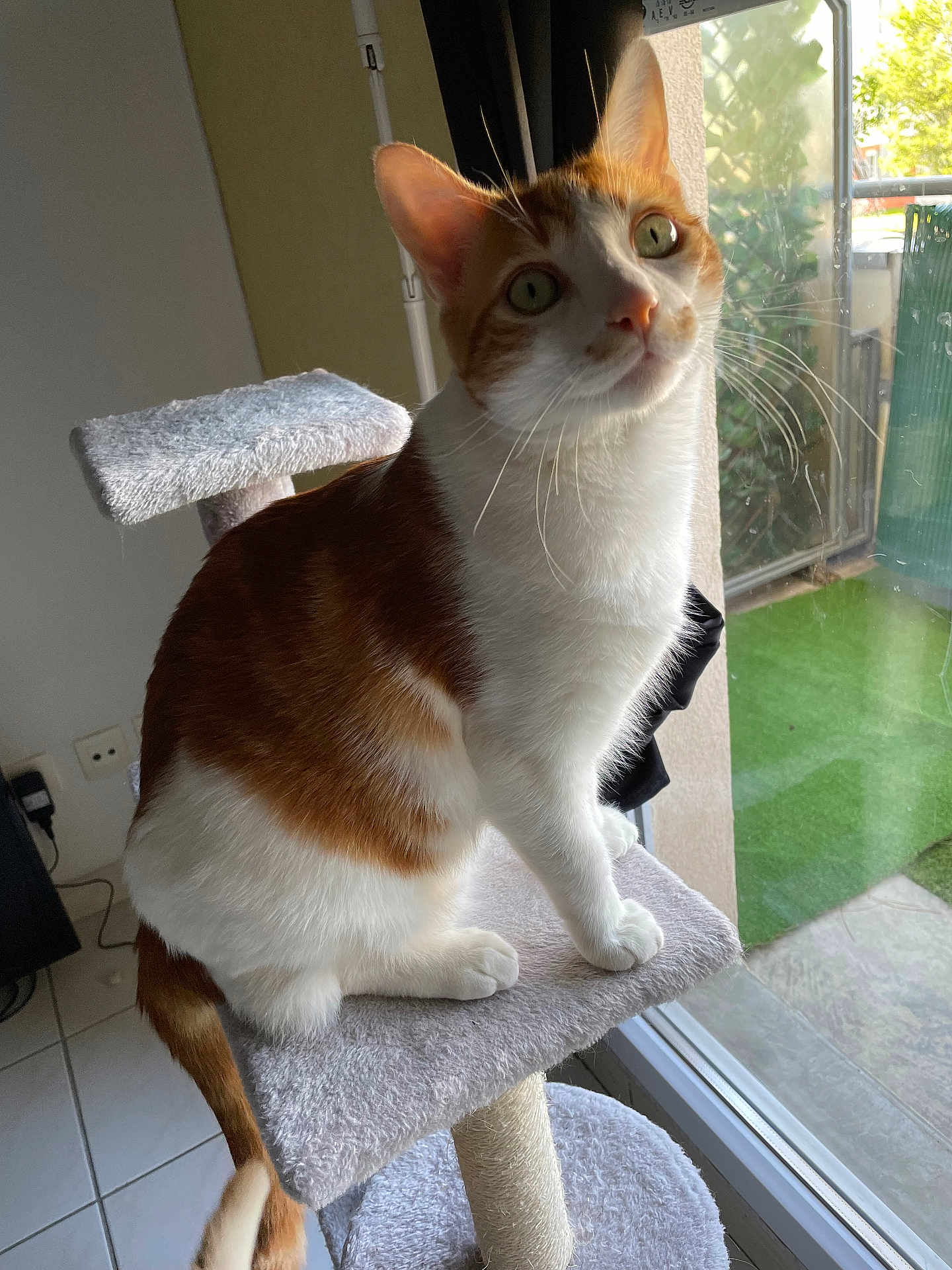 Nejma participe au concours pour gagner de l'argent avec cette photo : cat, orange_and_white, cat_tree, indoor, window, sunlight, feline, pet, curious, whiskers, ears, green_eyes, tile_floor, home, perched, looking_up, natural_light, animal, domestic_cat, furniture