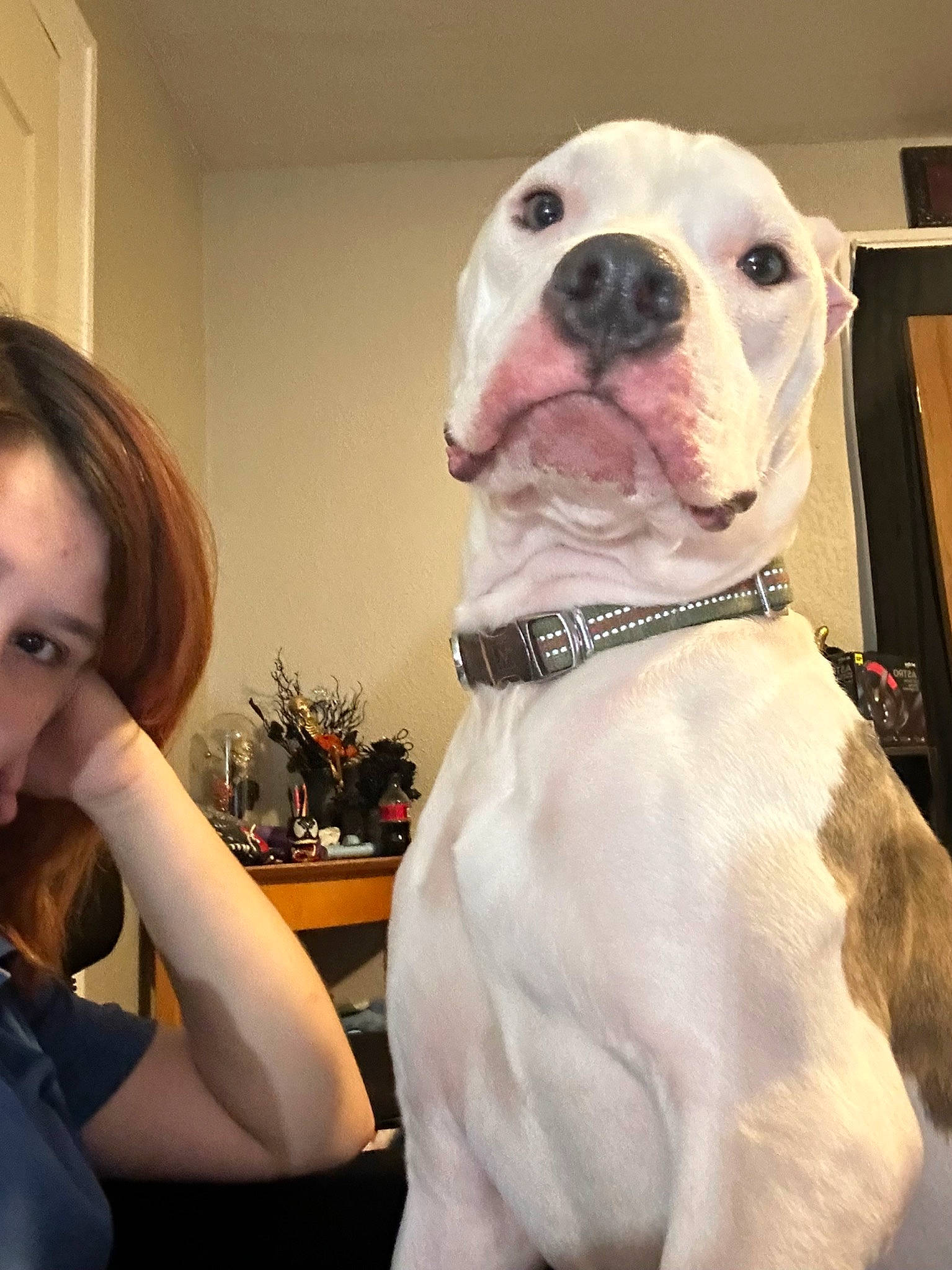 Rocky Balboa is registered to the contest to win money with this photo: canidae, carnivore, collar, comfort, companion_dog, dog, dog_breed, dog_collar, event, fawn, fur, happy, houseplant, molosser, pet_supply, picture_frame, plant, snout, whiskers, working_animal