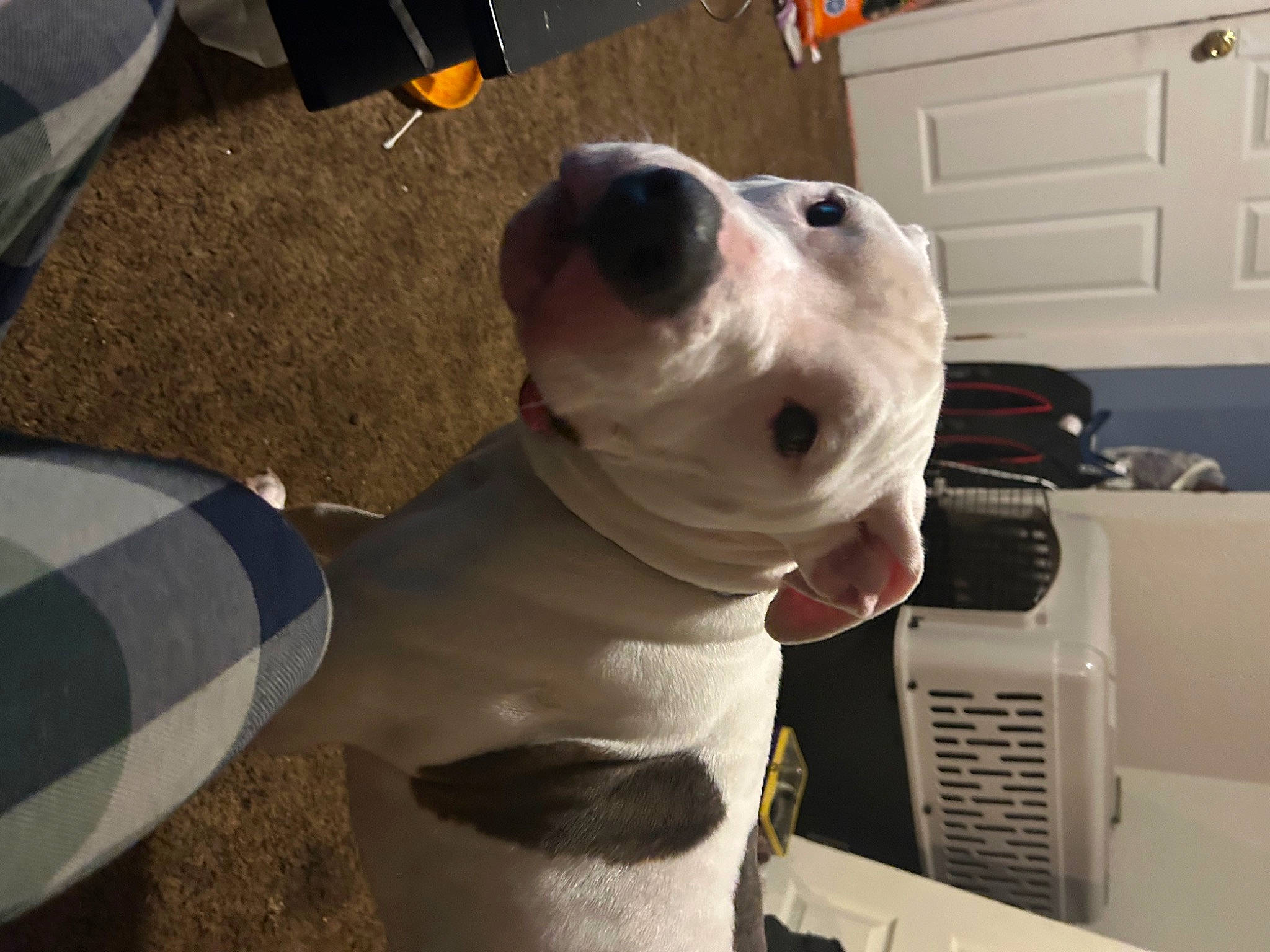 Rocky Balboa joined the competition — help win amazing prizes! canidae, carnivore, collar, companion_dog, dog, dog_breed, dog_collar, dog_supply, door, fawn, home_appliance, leash, non_sporting_group, pet_supply, snout, sporting_group, vehicle_door, whiskers, working_animal