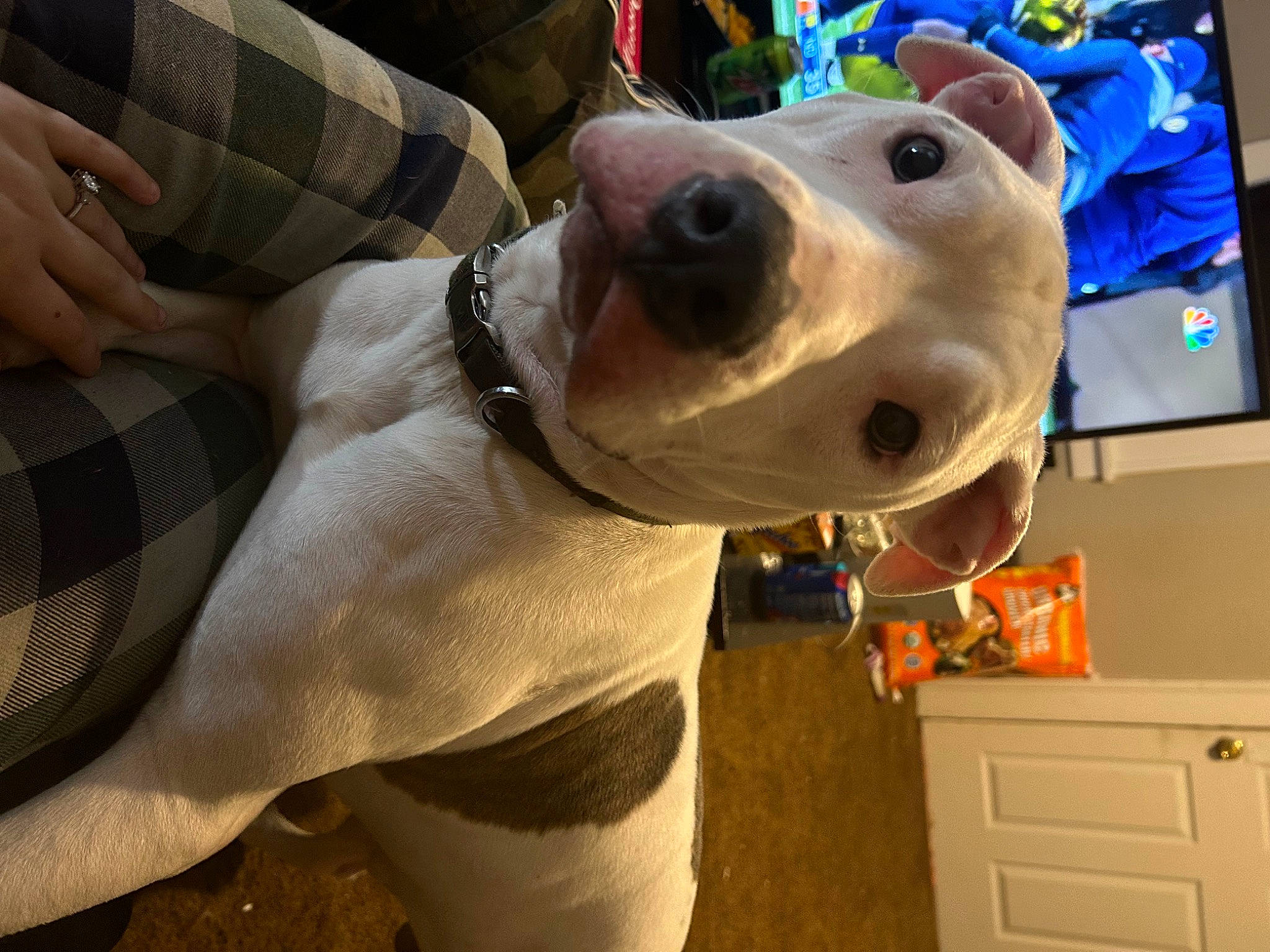 Rocky Balboa joined the competition — help win amazing prizes! cabinetry, canidae, carnivore, collar, comfort, companion_dog, computer_monitor, dog, dog_breed, dress_shirt, eyewear, fawn, pattern, pet_supply, plaid, sleeve, snout, sporting_group, tartan, working_animal