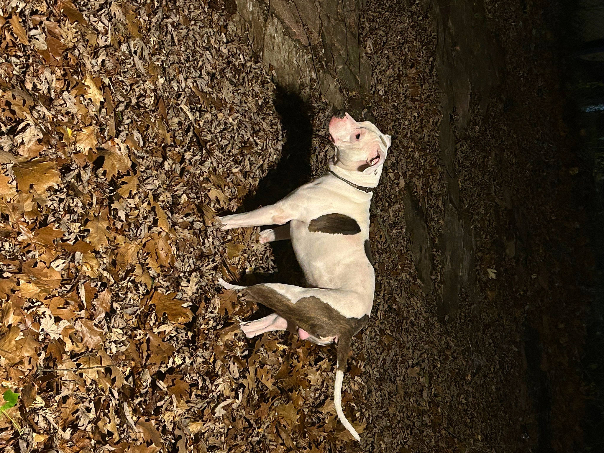 Rocky Balboa joined the competition — help win amazing prizes! adventure, art, canidae, carnivore, companion_dog, darkness, dog, dog_breed, fawn, flash_photography, grass, monochrome, monochrome_photography, people_in_nature, shadow, soil, sporting_group, tail, tints_and_shades, wood
